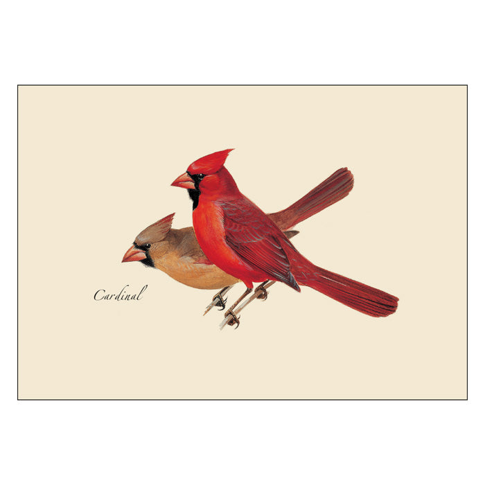 Peterson Bird Notecard Assortment featuring illustrated red cardinal and another bird on a branch. Set includes 8 blank cards with envelopes, perfect for gifting.