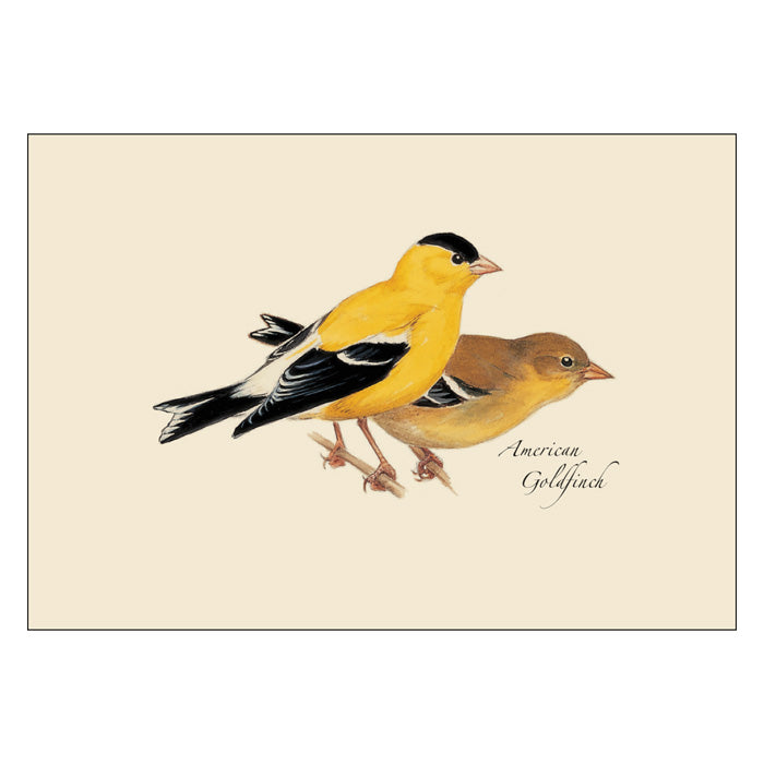 Peterson Bird Notecard Assortment featuring a detailed illustration of an American Goldfinch. Set of 8 blank cards with envelopes, perfect for gifting.