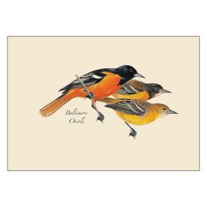 Peterson Bird Notecard Assortment featuring detailed illustrations of cardinal, bluebird, goldfinch, and oriole on blank cards, perfect for special occasions or everyday notes.