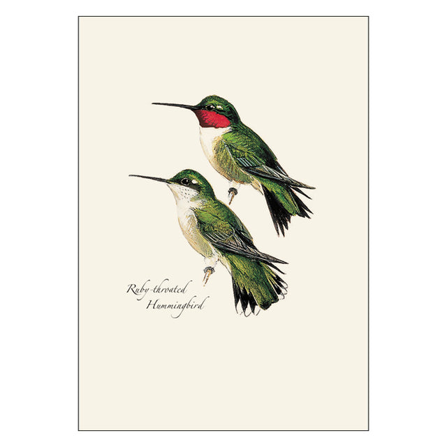 Peterson Hummingbird Notecard Assortment features detailed illustrations of Ruby-throated and Black-chinned Hummingbirds, perfect for special occasions. Set includes 8 blank cards with envelopes.