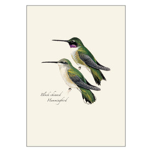 Peterson Hummingbird Notecard Assortment featuring detailed illustrations of Ruby-throated and Black-chinned Hummingbirds, set of 8 blank cards with envelopes, perfect for gifting.