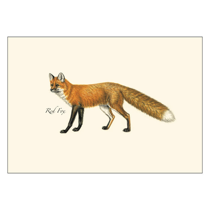 Mammals Notecard Assortment featuring a detailed drawing of a fox, part of a boxed set of 8 blank wildlife-themed cards with envelopes.