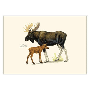 Mammals Notecard Assortment featuring a detailed drawing of a moose and calf. Set of 8 blank cards with envelopes, illustrated by local artists.