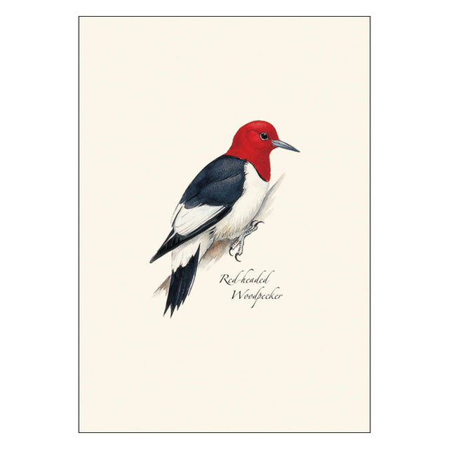 Peterson Woodpecker Notecard Assortment featuring detailed illustrations of various woodpeckers. Cards are blank inside, perfect for personalized messages. Set of 8 with envelopes.