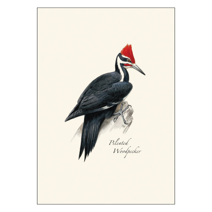 Peterson Woodpecker Notecard Assortment featuring a detailed illustration of a black and red woodpecker on a branch, perfect for any occasion.