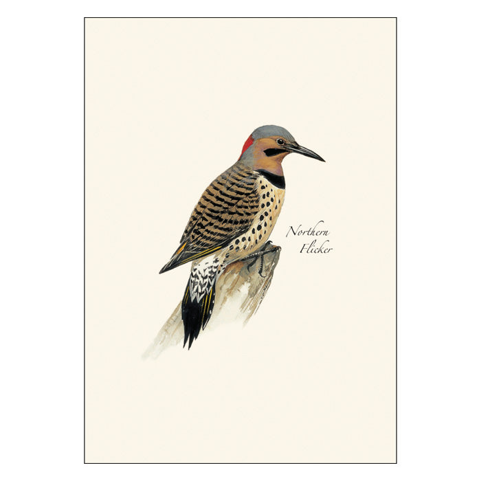 Peterson Woodpecker Notecard Assortment features lifelike woodpecker illustrations on blank notecards, perfect for personalized messages. Boxed set includes 8 cards with envelopes.