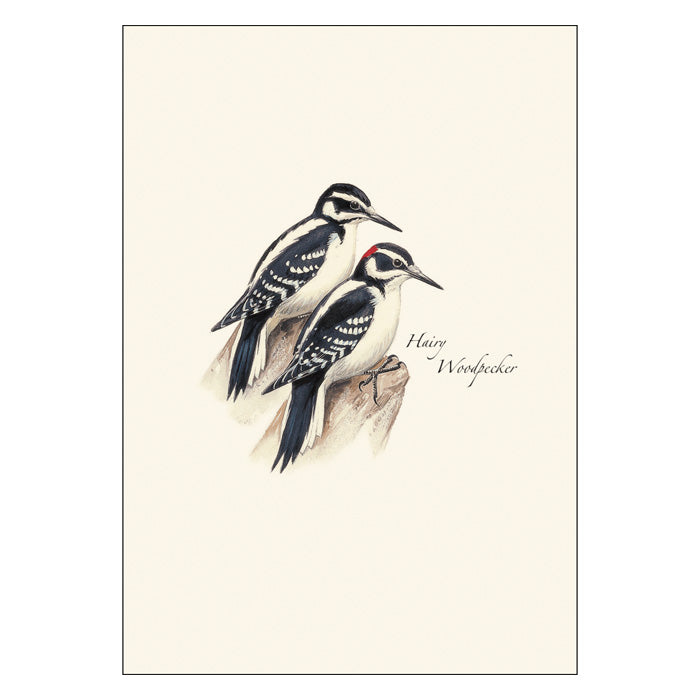 Peterson Woodpecker Notecard Assortment: Detailed woodpecker illustrations on blank notecards, featuring Red-headed, Northern Flicker, Pileated, and Hairy Woodpeckers. Set of 8 with envelopes.