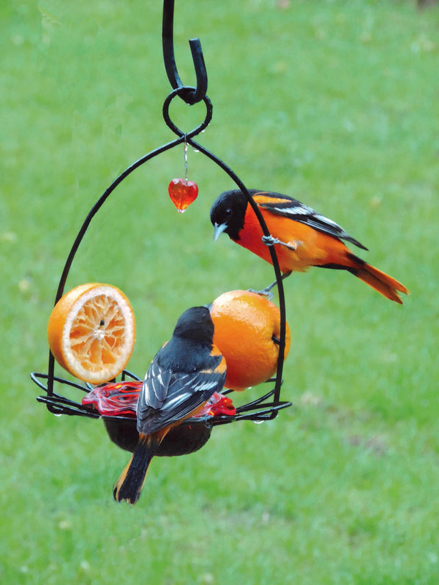 Oriole Flower Feeder with metal flower holder, orange plastic dish for jelly, and metal pegs for orange halves.