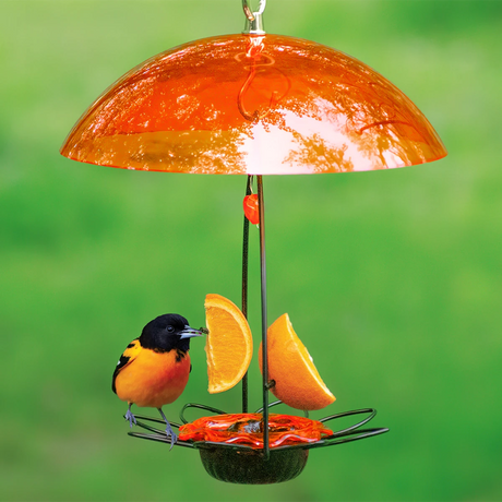 Oriole Flower Feeder with Orange Dome features a rain guard, metal prongs for oranges, and a jelly dish, attracting vibrant orioles like the pictured Baltimore oriole.