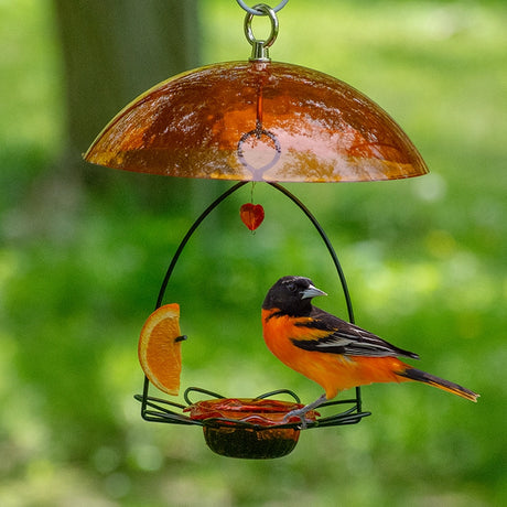 Oriole Flower Feeder with Orange Dome showcasing a metal perch, orange slice, and Baltimore Oriole, featuring a protective translucent dome and detachable jelly dish.