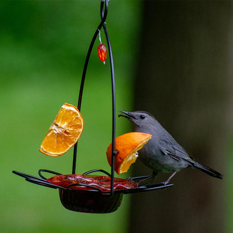 Bird perched on a bird feeder with orange slices and red berries against a green background