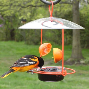 Wire Oriole Feeder featuring a bird eating from the feeder, with visible orange halves and perching space protected by a clear plastic weather guard.