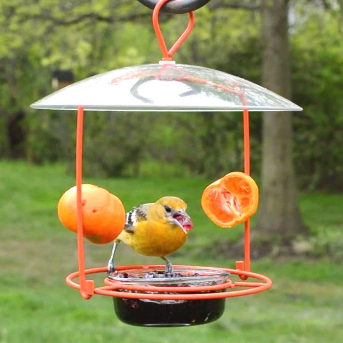 Wire Oriole Feeder with bird perched on feeder, showcasing orange halves and grape jelly dish under a clear weather guard, designed for multiple birds.