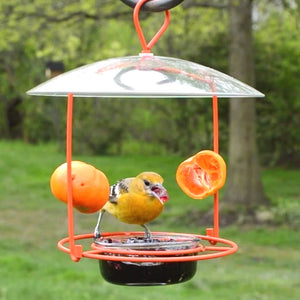 Wire Oriole Feeder with bird perched on feeder, showcasing orange halves and grape jelly dish under a clear weather guard, designed for multiple birds.