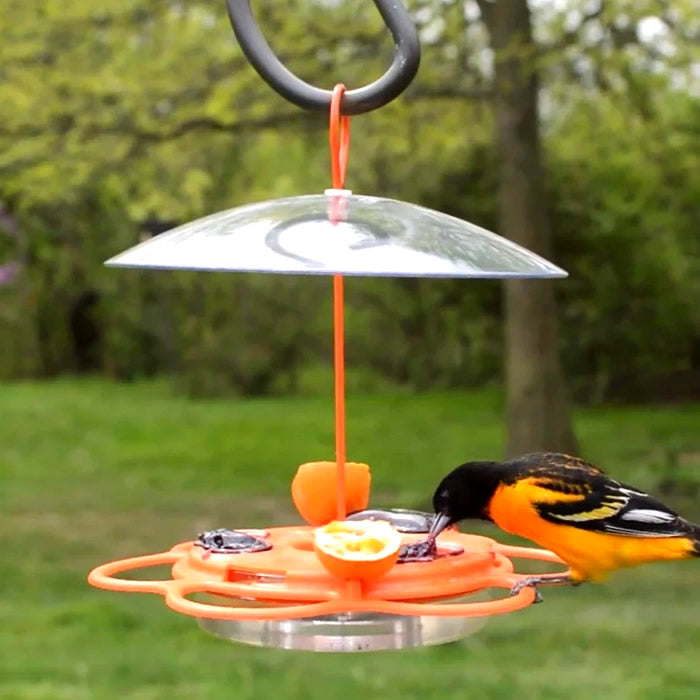 All-In-One Oriole Buffet bird feeder with fruit holders, jelly dishes, nectar basin, wraparound perches, bee guards, and weather guard, pictured with a bird feeding.