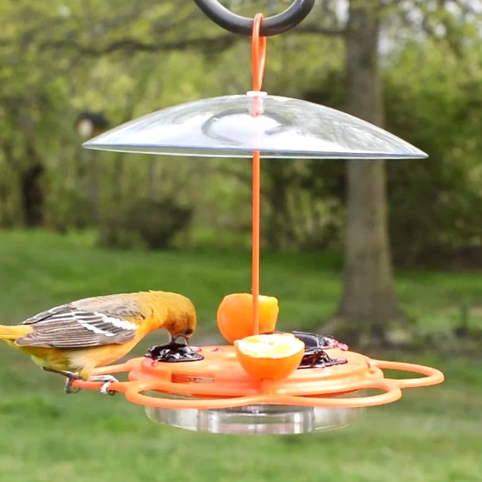 All-In-One Oriole Buffet: Bird eating from feeder with orange holders and jelly dishes, featuring multiple perches and weather protection.