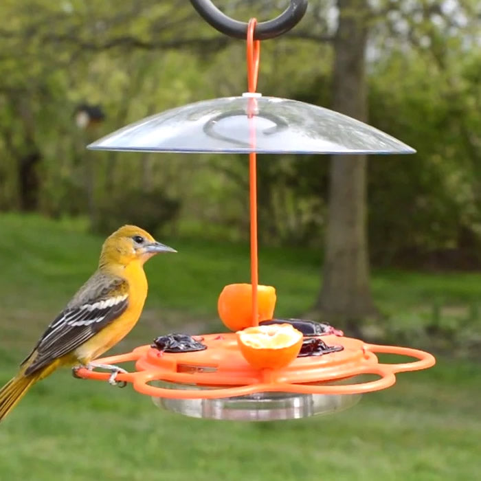 All-In-One Oriole Buffet bird feeder with orange holders, jelly dishes, nectar ports, and perches, designed with bee guards and ant moat for outdoor bird feeding.