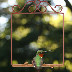 Hummingbird perched on a branch with a decorative metal frame in the foreground, against a blurred green natural background.