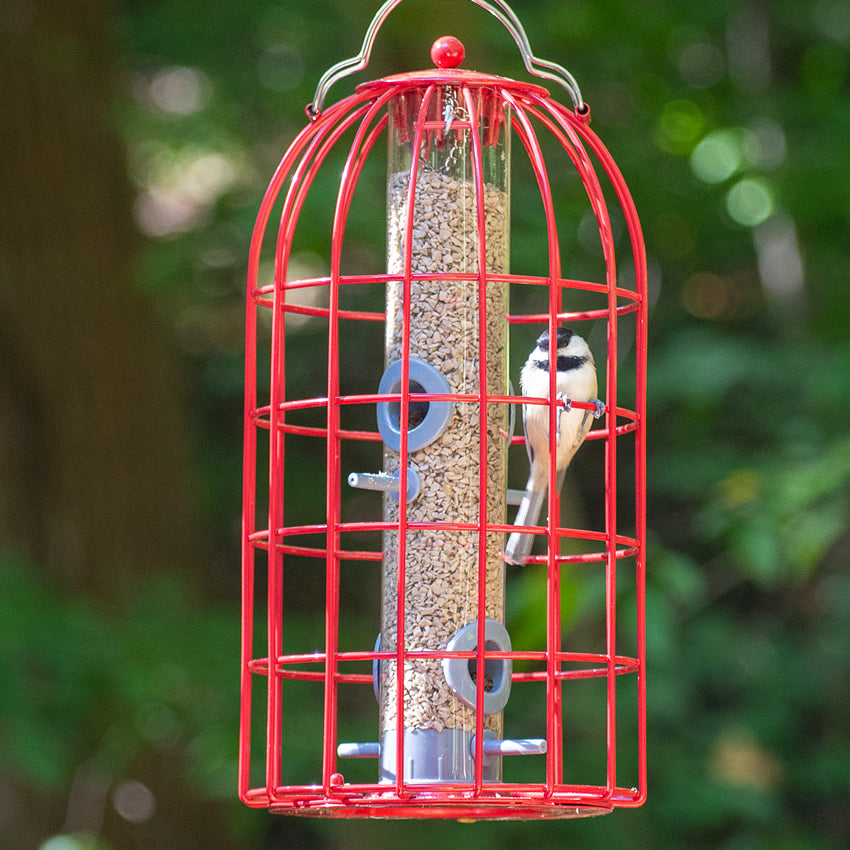 The Nuttery Original Seed Feeder, Red, featuring a bird perched on the feeder's metal bar, designed to deter squirrels with durable wire caging.