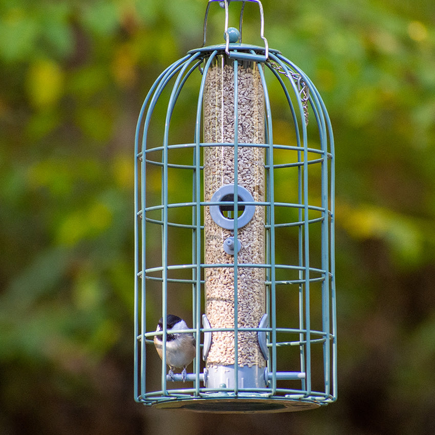 The Nuttery Original Seed Feeder, Ocean Green, shown with a bird feeding inside its squirrel-resistant wire cage, hanging outdoors.