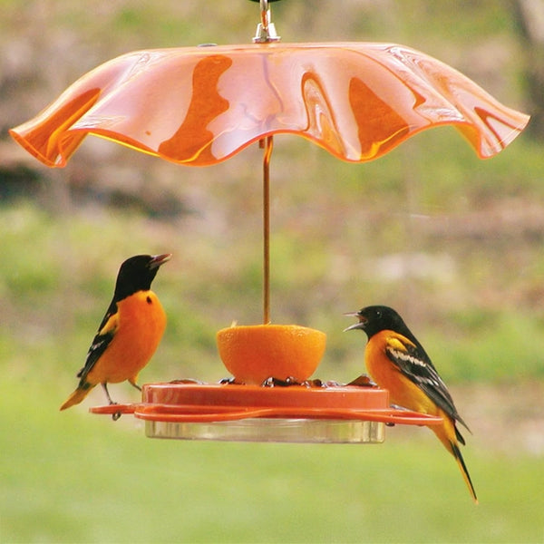 Oriole Fest & Orange Swirl Guard – Duncraft