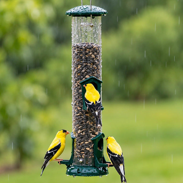 Three American goldfinches perched on a green tube bird feeder filled with sunflower seeds against a softly blurred backyard background.