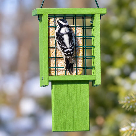 Downy Woodpecker feeding on a suet cake in a green hanging suet feeder with metal mesh and extended tail prop against a softly blurred backyard background.