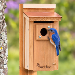 Male Eastern bluebird clinging beside the entrance of a copper-roof cedar birdhouse against softly blurred garden foliage.