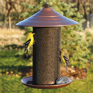 Two goldfinches cling to a copper Nyjer mesh feeder while a sparrow rests on the seed tray in a green backyard.