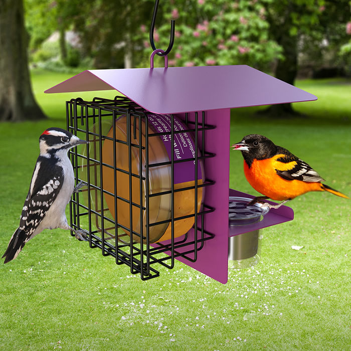 Novelty Peanut Butter & Jelly Feeder with a bird perched on it, featuring two jelly dishes and a peanut butter jar protected by a cage.