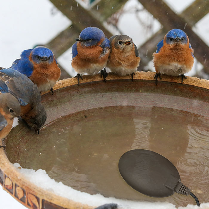 70 Watt Bird Bath De-icer with 3' Cord in a bird bath, surrounded by birds, ensuring ice-free water in freezing temperatures.