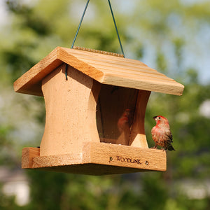 Hopper Feeder DIY Craft Kit: A bird perched on a bird feeder, showcasing the easy-to-assemble wooden feeder with clear sides for viewing seed levels.