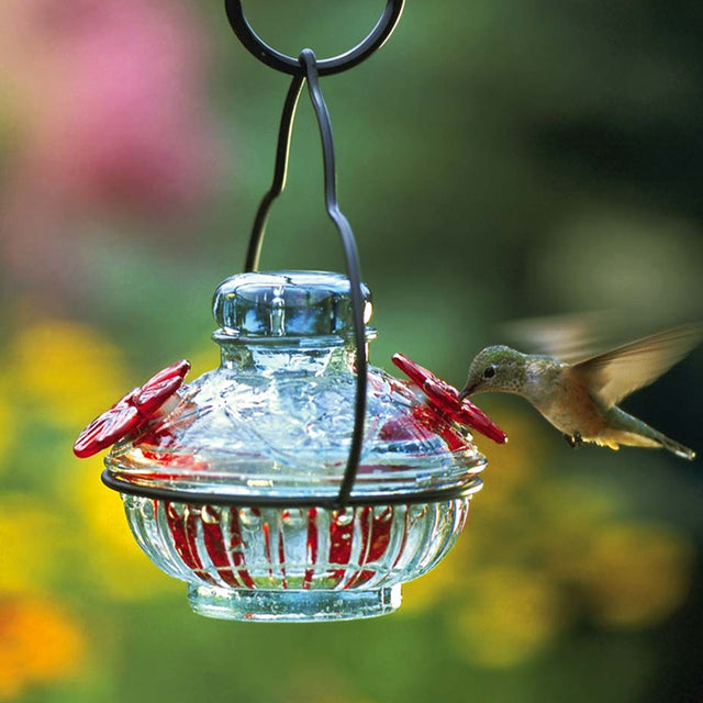 Pot de Crème Hummingbird Feeder, Clear: A close-up of a hummingbird feeding from a decorative, handblown glass feeder with two red flower feeding ports.