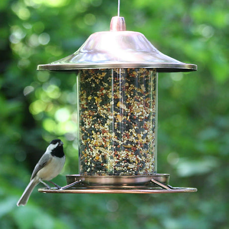 Copper Panorama Feeder with bird perched on the seed tray. Features a clear seed chamber, drainage tray, and wire hanger.