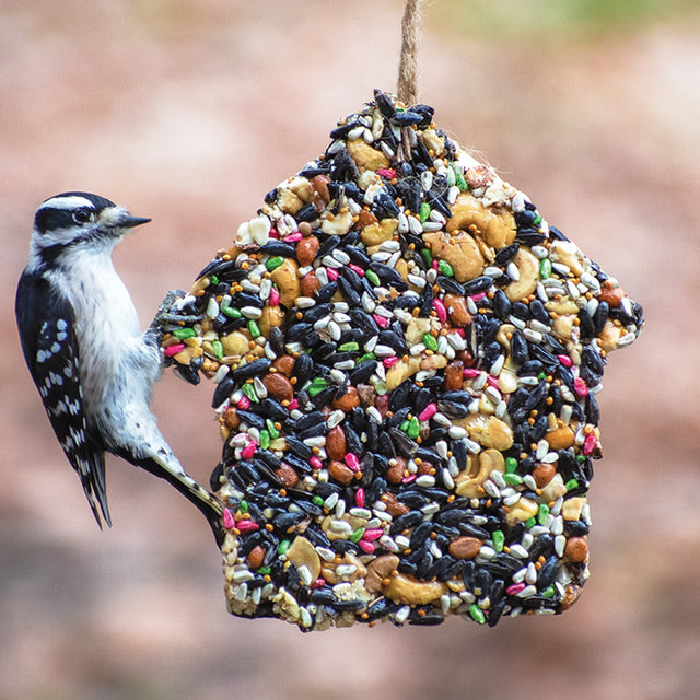 Bird eating from Birdie Chalet Seed Block, a house-shaped feeder packed with sunflower seeds, peanuts, millet, blueberries, mealworms, and hanging by a natural jute string.