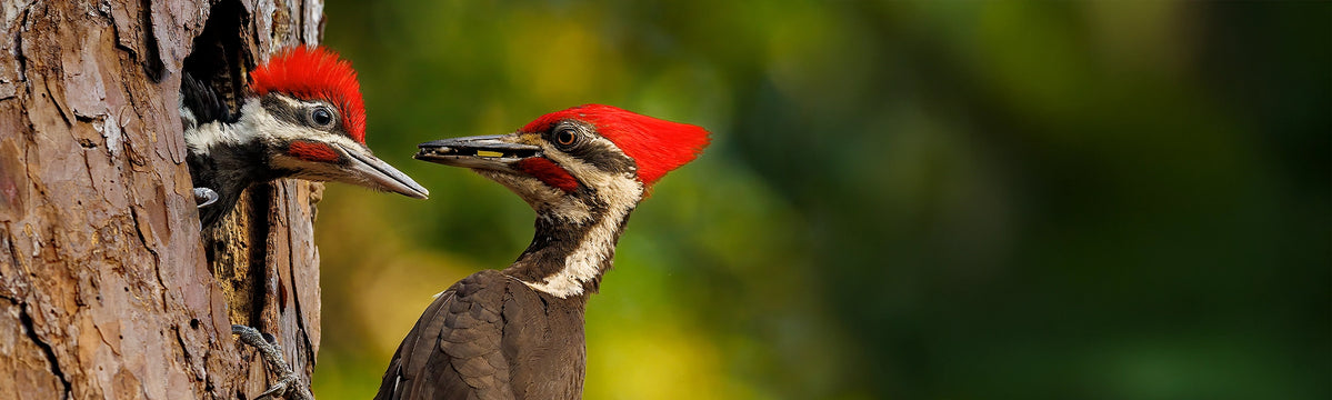 Two woodpeckers with red crests on a blurred natural background