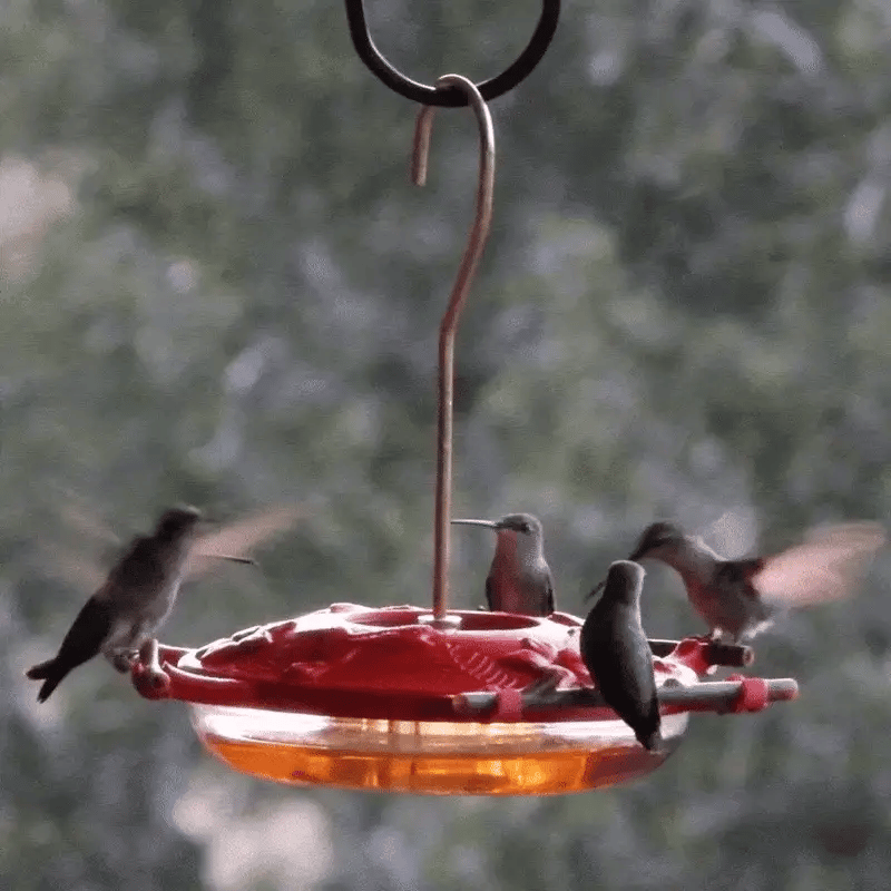 Hummingbirds around a red hummingbird feeder with a blurred green background
