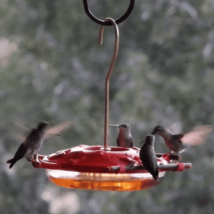 Hummingbirds around a red hummingbird feeder with a blurred green background