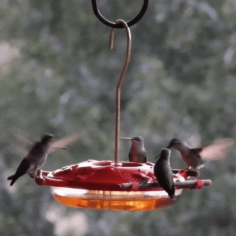 Hummingbirds around a red hummingbird feeder with a blurred green background