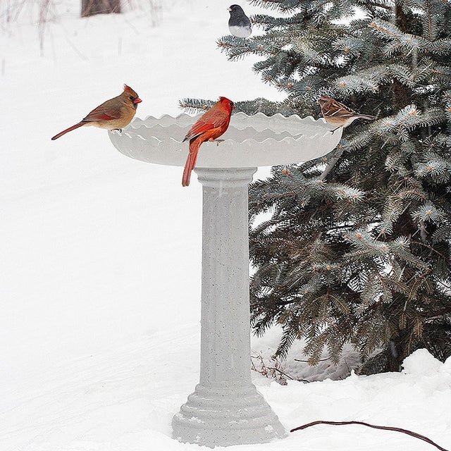 All Seasons Scalloped Bath in snow-covered yard with birds; features heated, stone-like design and scalloped edges on fluted pedestal beside an evergreen.