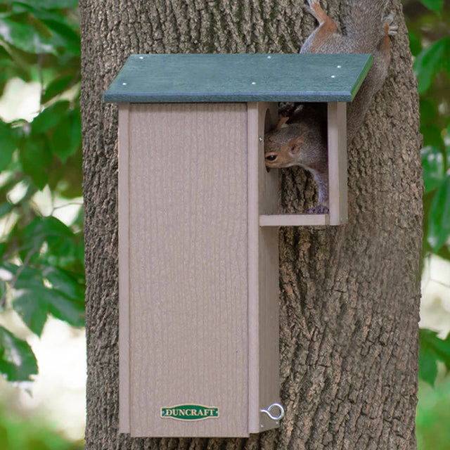 Duncraft Squirrel Eco House with a squirrel peeking out from the entry hole, showcasing a safe nesting space for baby squirrels.