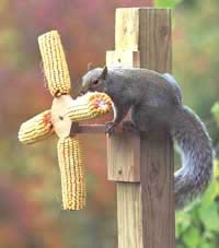 Duncraft Cob Squirrel Feeder mounted on a wooden post, with a squirrel eating corn from the feeder.