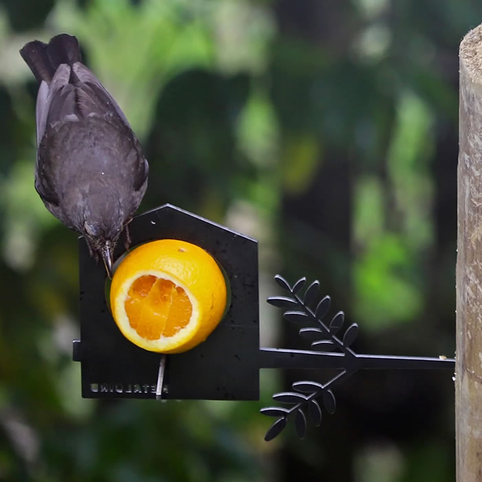 Metal Bird Feeder: A bird perches and eats from an orange in a durable Corten Steel feeder, enhancing any outdoor space with charm and longevity.