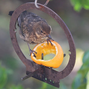 Hanging Bird Feeder: A bird enjoys an orange on a Corten Steel feeder, showcasing its durability and unique patina, enhancing garden charm.