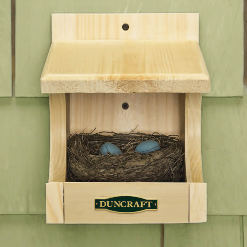 Duncraft Robin Nesting Shelter featuring a nest with two blue eggs, designed for open nesting birds like robins and swallows.