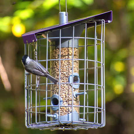 The Nuttery Roundhaus Seed Feeder, Aubergine, features a bird perched on the durable, squirrel-proof metal feeder designed to hold 1 lb. of mixed seed.