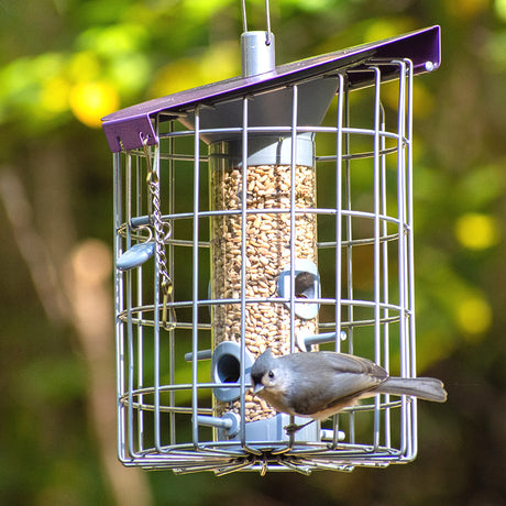 The Nuttery Roundhaus Seed Feeder, Aubergine, with a bird perched on it, showcasing its rugged metal design and easy-to-clean features.