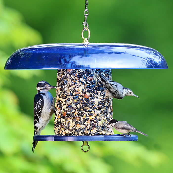 Duncraft Blue Baffled Seed Cylinder Feeder with birds perched, showcasing 360-degree feeding and wide perches, ideal for attracting and protecting various bird species.