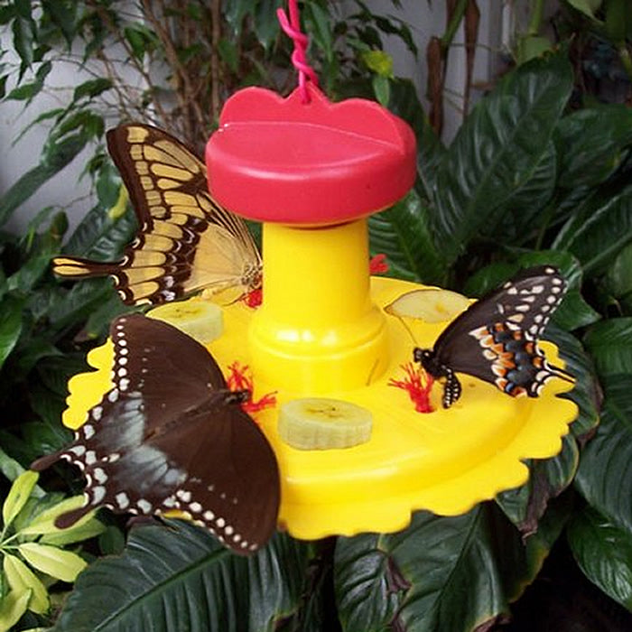 Butterfly Feeder with multiple butterflies feeding from red, nectar-soaked wicks, featuring a clear, 6-inch diameter reservoir and built-in fruit trays for attracting butterflies.