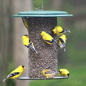 Group of birds feeding on 3 Qt. Metal Safflower Feeder, Green, with mesh design, ample clinging space, and weather guard, attracting various bird species.